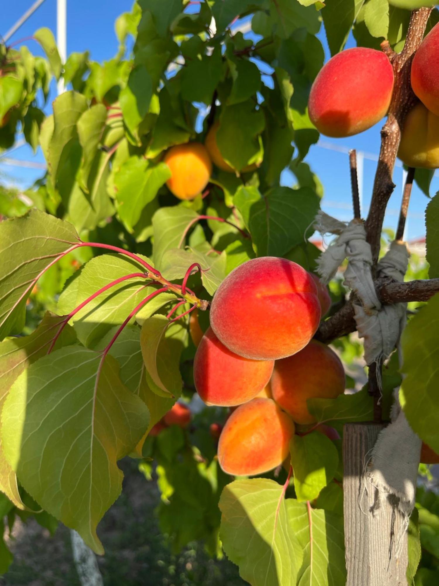 فندق Chebak Ranch Tamchy المظهر الخارجي الصورة